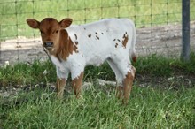 KCM Unnamed Steer 041