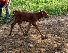 PACIFIC COWBOY 40 X HICKS MISS STRAWBERRY TAG 438